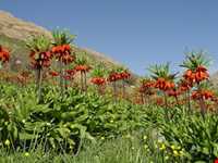 دشت لاله‌های واژگون فریدونشهر