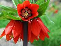 دشت لاله‌های واژگون فریدونشهر