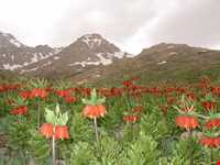 دشت لاله‌های واژگون فریدونشهر