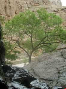 Lador Spring and Waterfall