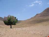 Kolahe forbidden hunting area