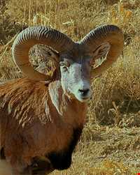 Kolahe forbidden hunting area