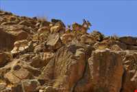 Kolahe forbidden hunting area