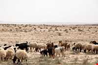 تپه علی‌کش