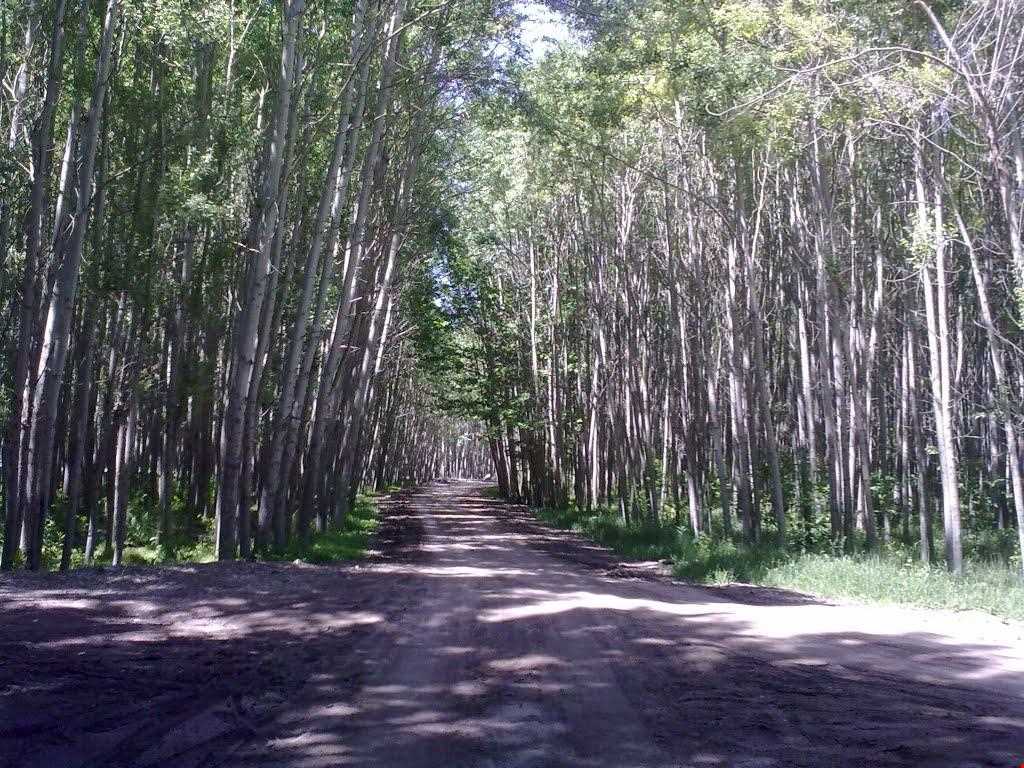 پارک ساحلی سرارود ( بیشه )