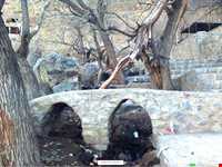 آبشار شاه لولاک