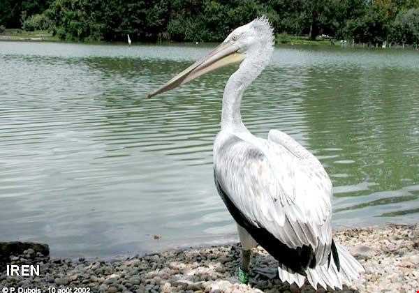 دریاچه هامون