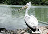 Hamoon Lake ( hamoun )