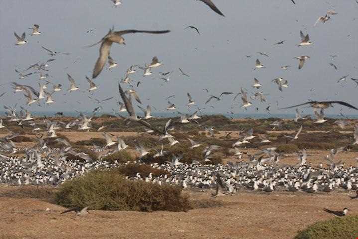 پارک ملی دیر - نخیلو