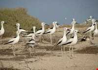 پارک ملی دیر - نخیلو