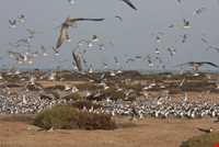 پارک ملی دیر - نخیلو