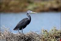 پارک ملی دیر - نخیلو