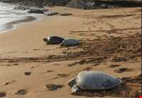 پارک ملی دیر - نخیلو