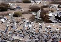 پارک ملی دیر - نخیلو