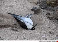 پارک ملی دیر - نخیلو