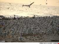 پارک ملی دیر - نخیلو