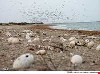 پارک ملی دیر - نخیلو