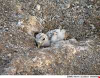 پارک ملی دیر - نخیلو