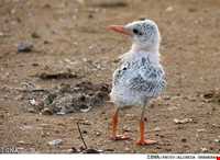 National Park Dayyer - Nakhilo