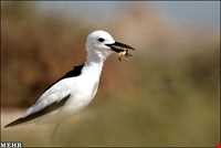 National Park Dayyer - Nakhilo