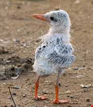 منطقه حفاظت‌شده مند