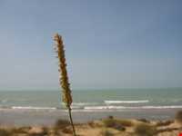 دهکده توریستی مال قائد گناوه