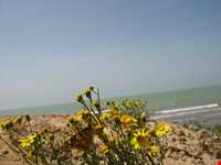 دهکده توریستی مال قائد گناوه