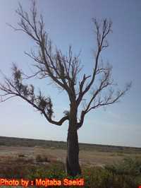 Tourist Places Of Bange Dashti