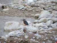 روستای سیور