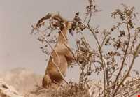 روستای سیور