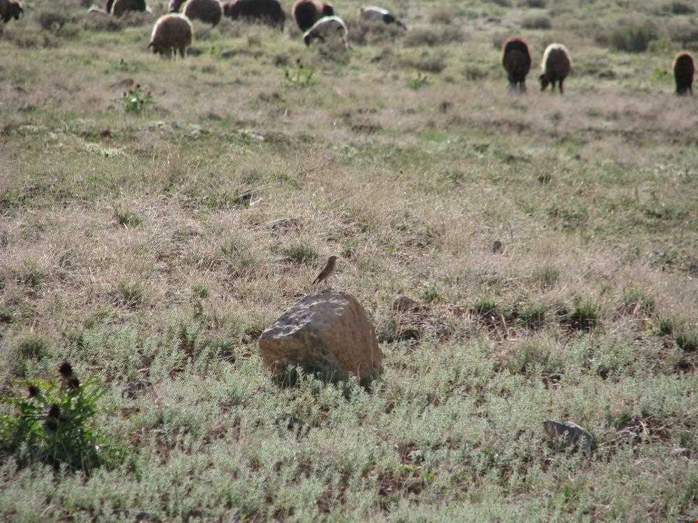 Alvand protected area