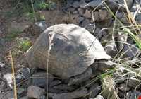 Alvand protected area