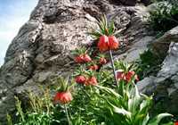 Alvand protected area