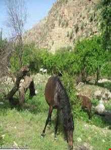 روستای منگره