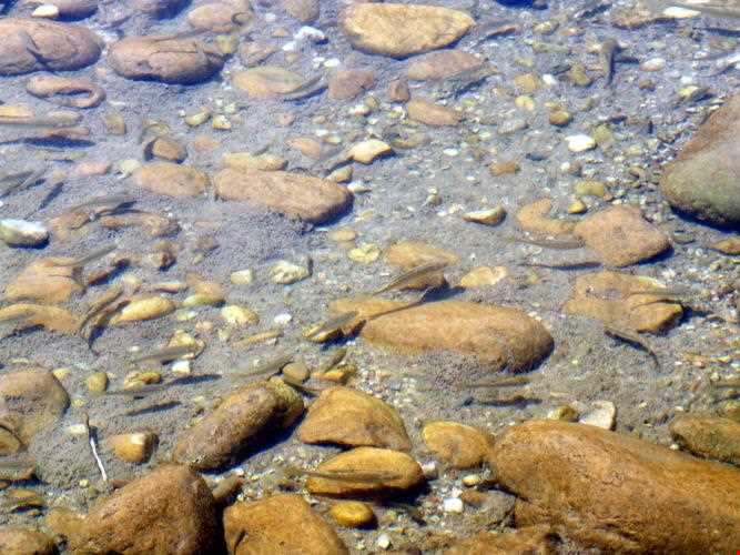 روستای منگره