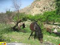 روستای منگره