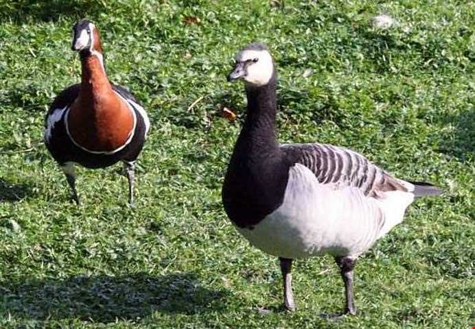 تالاب بند علیخان