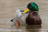 تالاب بند علیخان