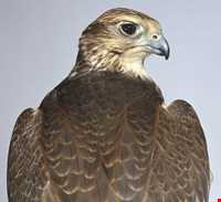 تالاب بند علیخان