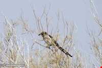 تالاب بند علیخان