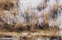 تالاب بند علیخان