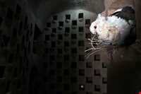 برج کبوترخانه میبد