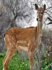 منطقه حفاظت شده کرخه