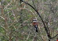 منطقه حفاظت شده کرخه