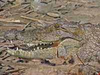 Bahukalat (Gando) Protected Area