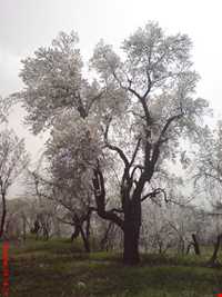 پناهگاه حیات وحش جاسب