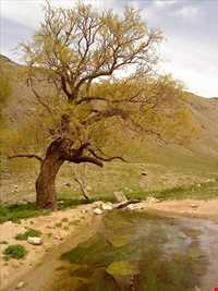 پناهگاه حیات وحش جاسب