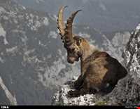 پناهگاه حیات وحش جاسب