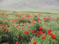 پناهگاه حیات وحش جاسب