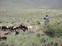 پناهگاه حیات وحش جاسب